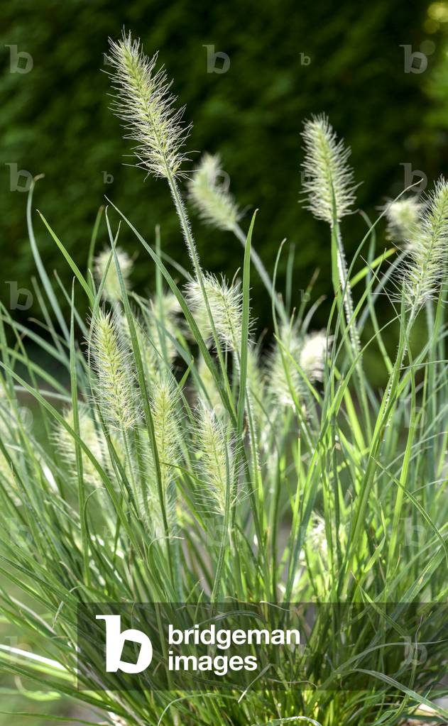 Flowers of Chinese pennisetum (photo)