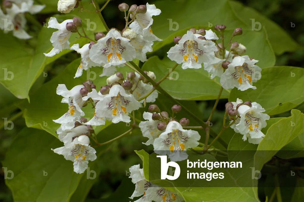 Bild von Fotografie "Catalpa bignonioides/Catalpa de Carolina/Bohnenbaum/Gemeine Catalpa"
