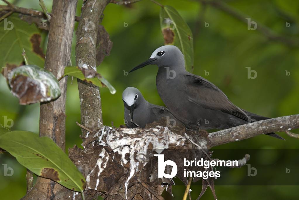 Anous tenuirostris/Noddi mariane/Black Mariane/Seychelles Islands