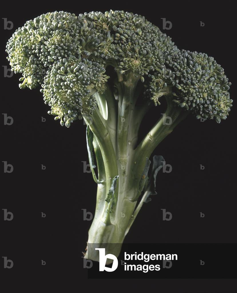 Brassica oleracea botrytis italica/Cabbage broccoli/Sprouting Brocoli