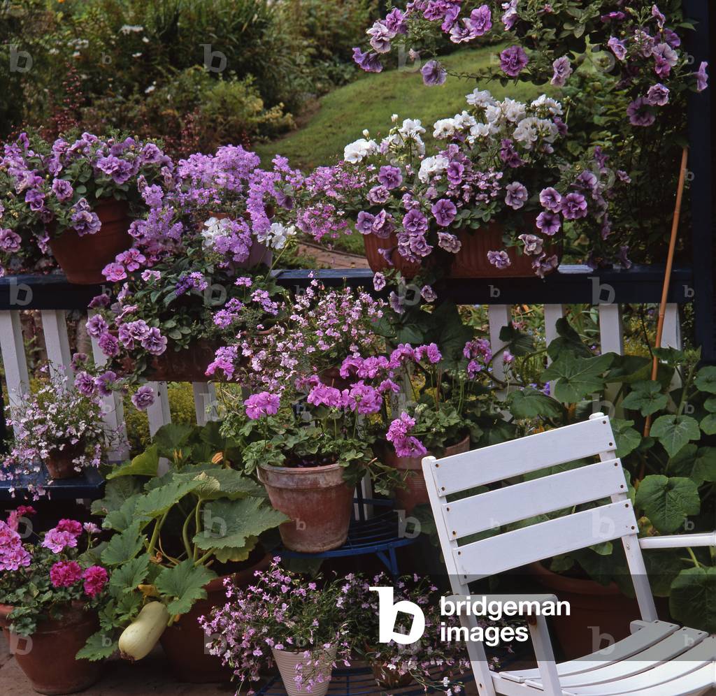 Petunia x hybrida/Petunia/Pelargonium x Pelargonium