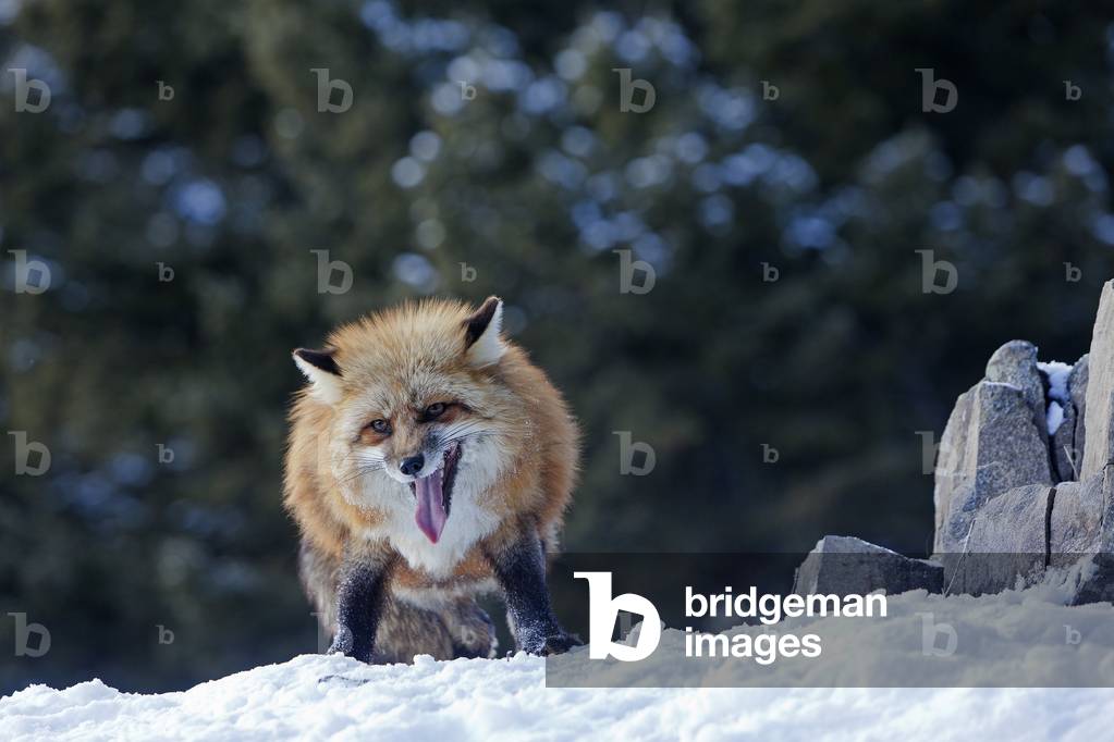 Vulpes vulpes/Red Fox/Red Fox