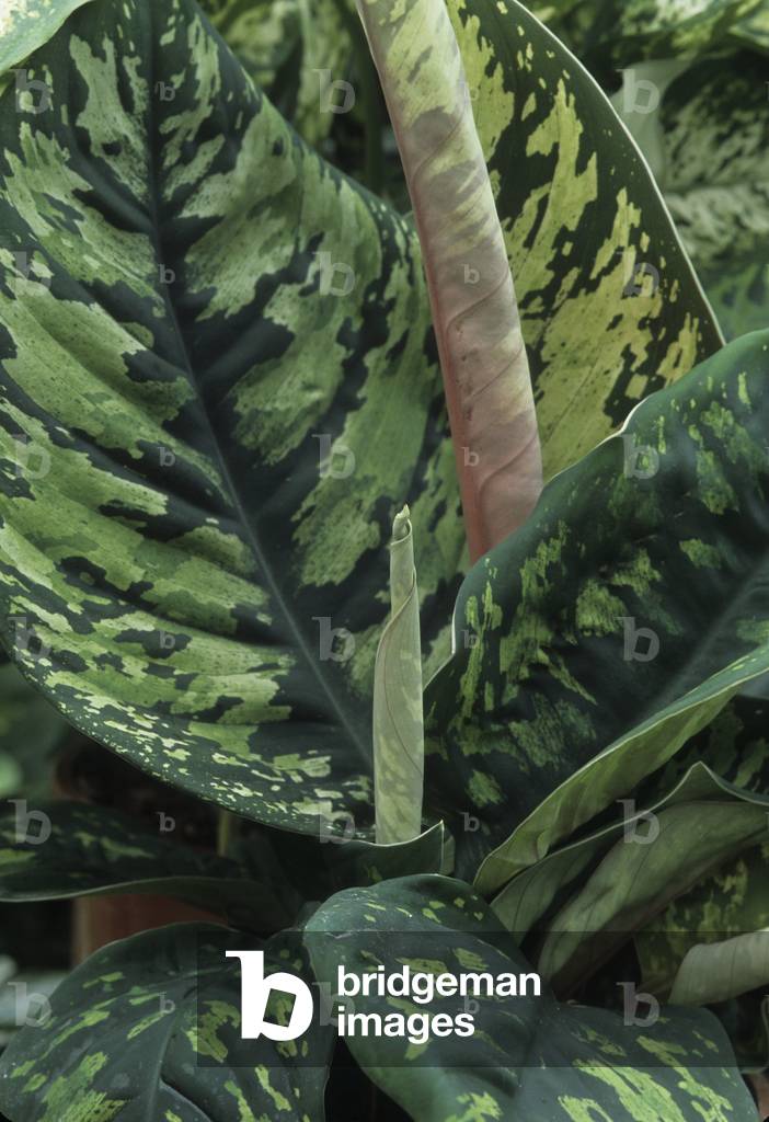 Dieffenbachia seguine/Dieffenbachia picta/Dumb Cane