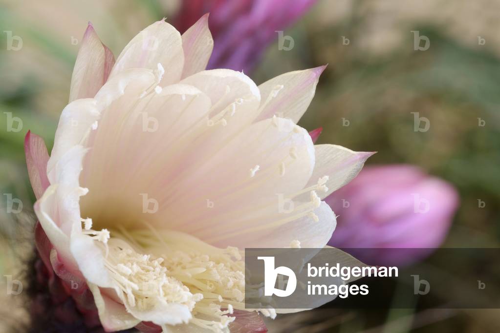 Trichocereus herzogianus var. totorensis