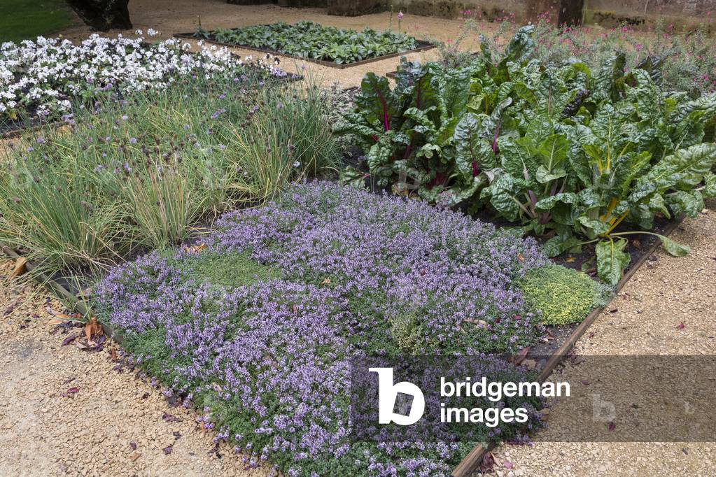Garden of square aromatic plants/Thymus serpyllum/Serpolet/Creeping Thyme