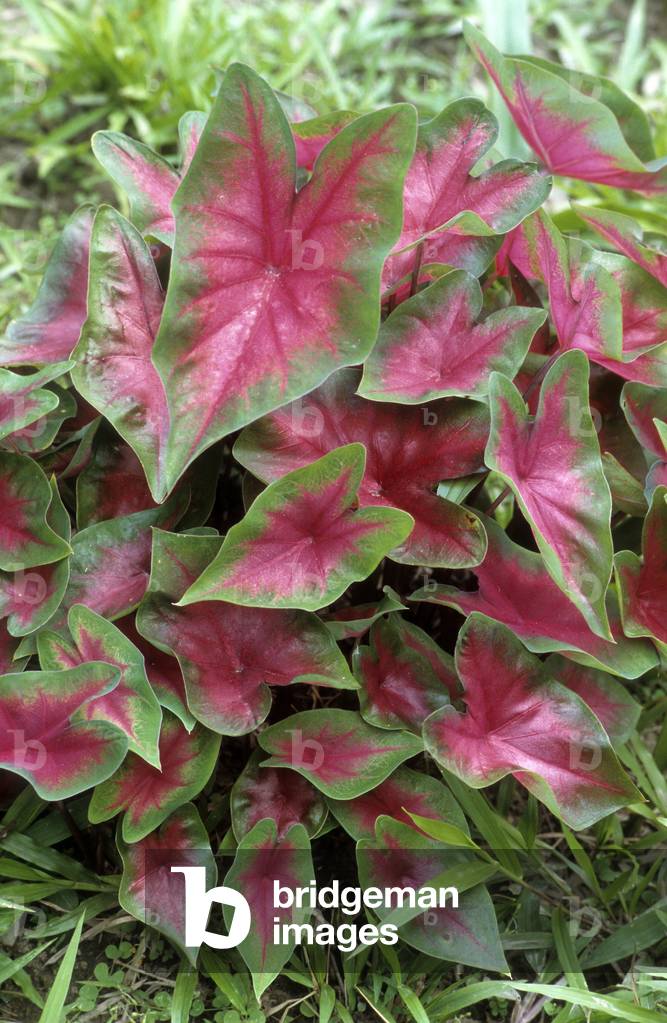 Caladium bicolor/Caladium x hortulanum/Caladium
