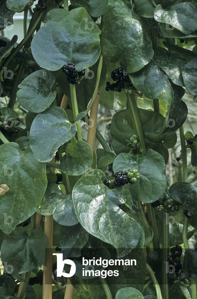 Basella alba/Indian Spinard/Malabar Spinard/White Baselle/Malabar Spinach