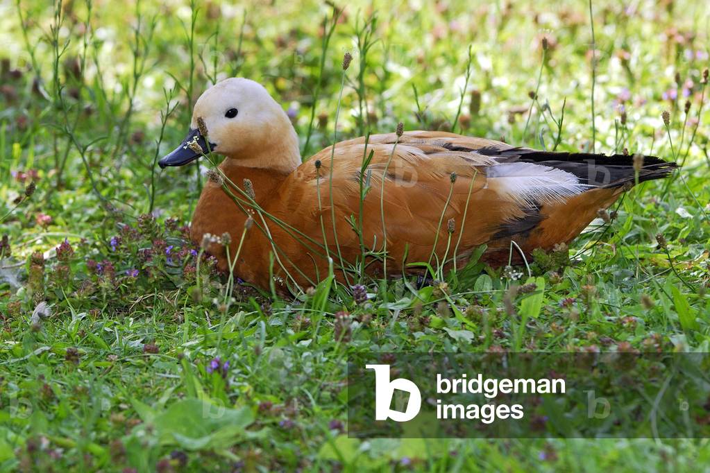 Tadorna ferruginea/Tadorne casarca/Red casrca/Ruddy Shelduck