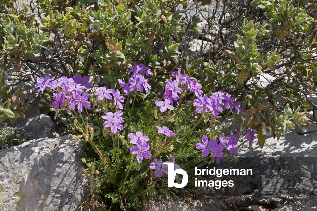 Erodium rodiei/Erodium de Rodie
