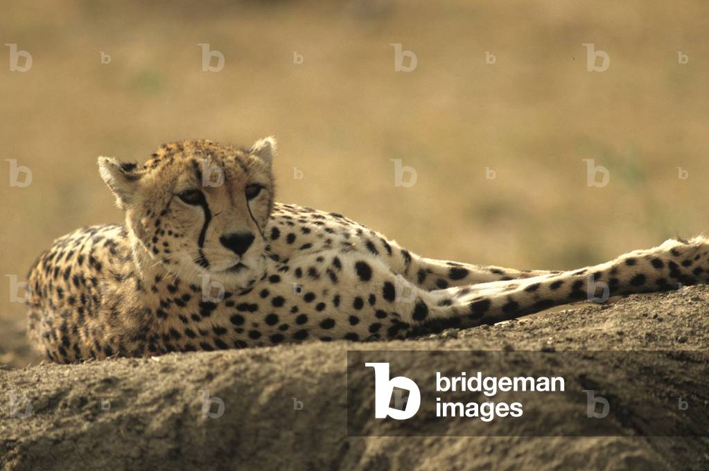 Ansinonyx Jubatus/Guepard/Gepard