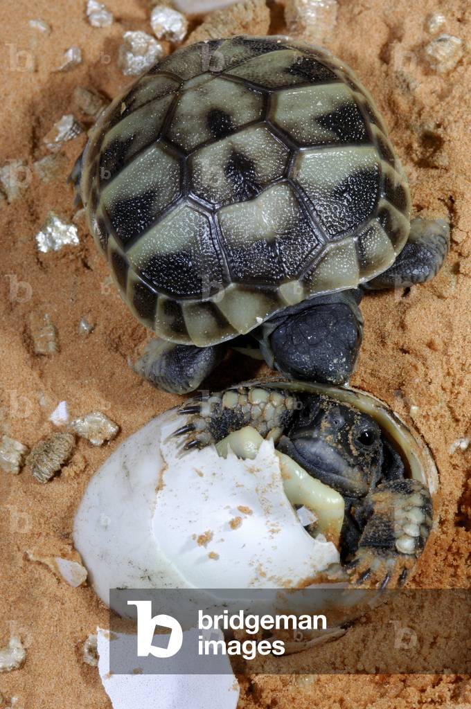 Testudo hermanni/Hermann's Turtle