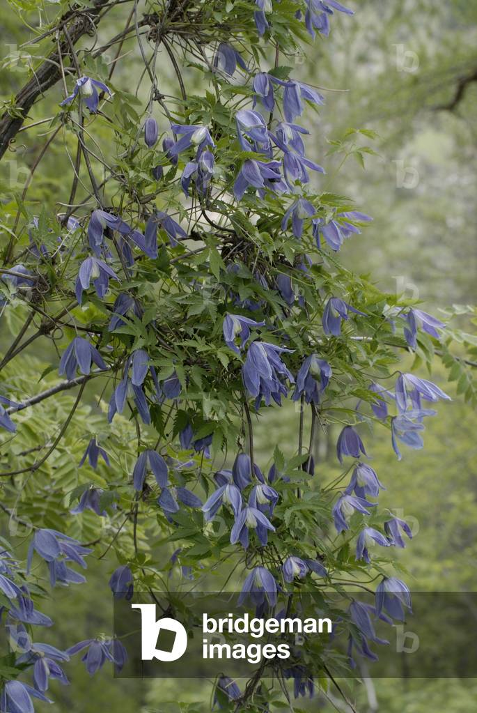 Clematis alpina/Clematite of the Alps