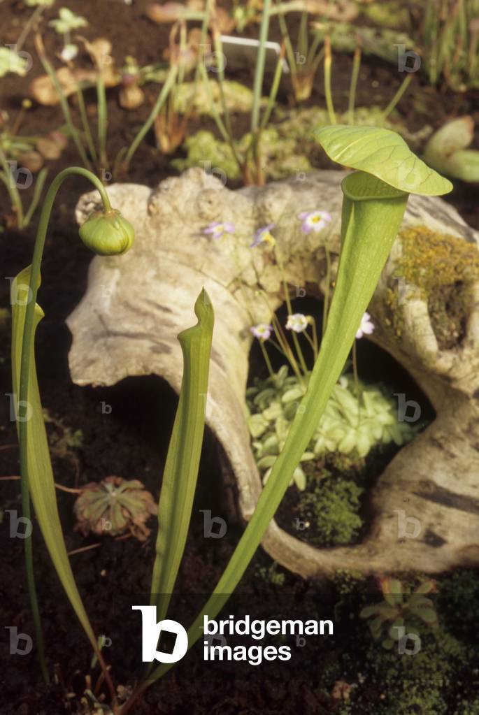 Sarracenia x harperi/Sarracenia flava x minor/Natural Hybrid Saracenia