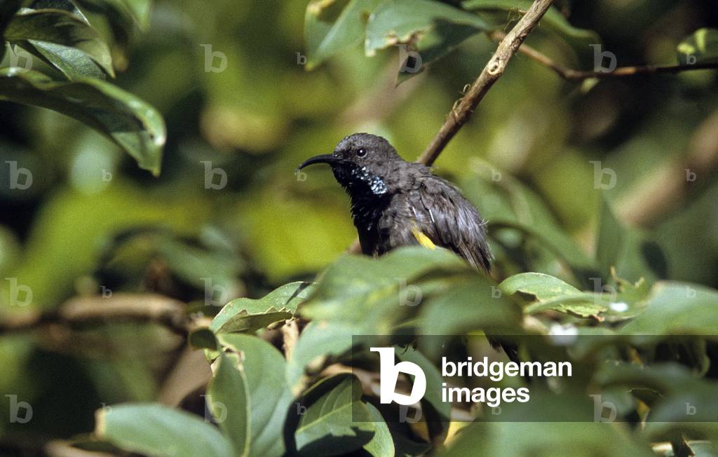 Nectarinia dussumieri/Souimanga des Seychelles/Seychelles Sunbird