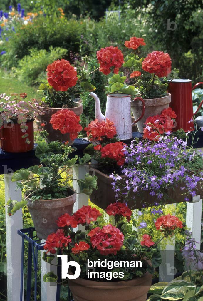 Pelargonium x/Pelargonium zonale/Lobelia erinus/Lobelia