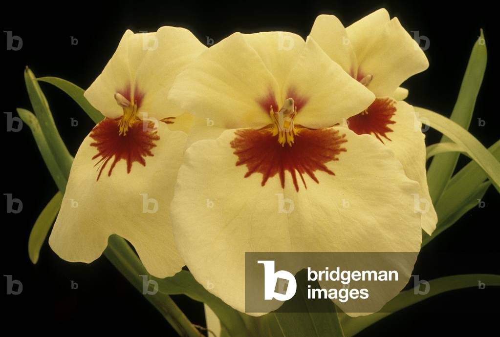 Miltoniopsis x/Miltonia