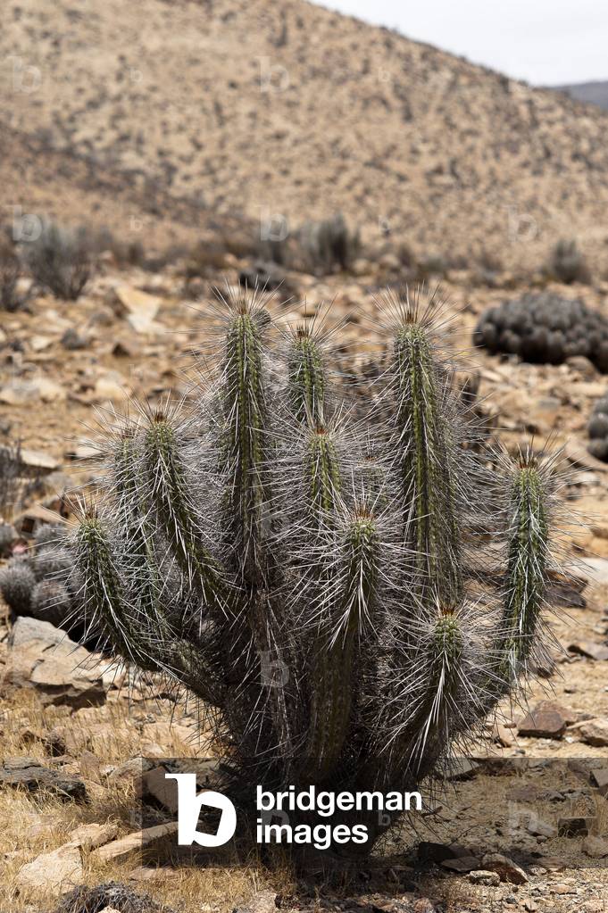 Eulychnia acida/Copao