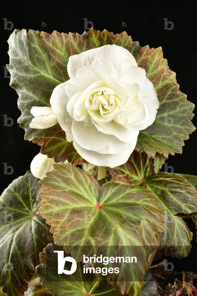 White Flower of Tuberous Begonia x Tuberhybrida