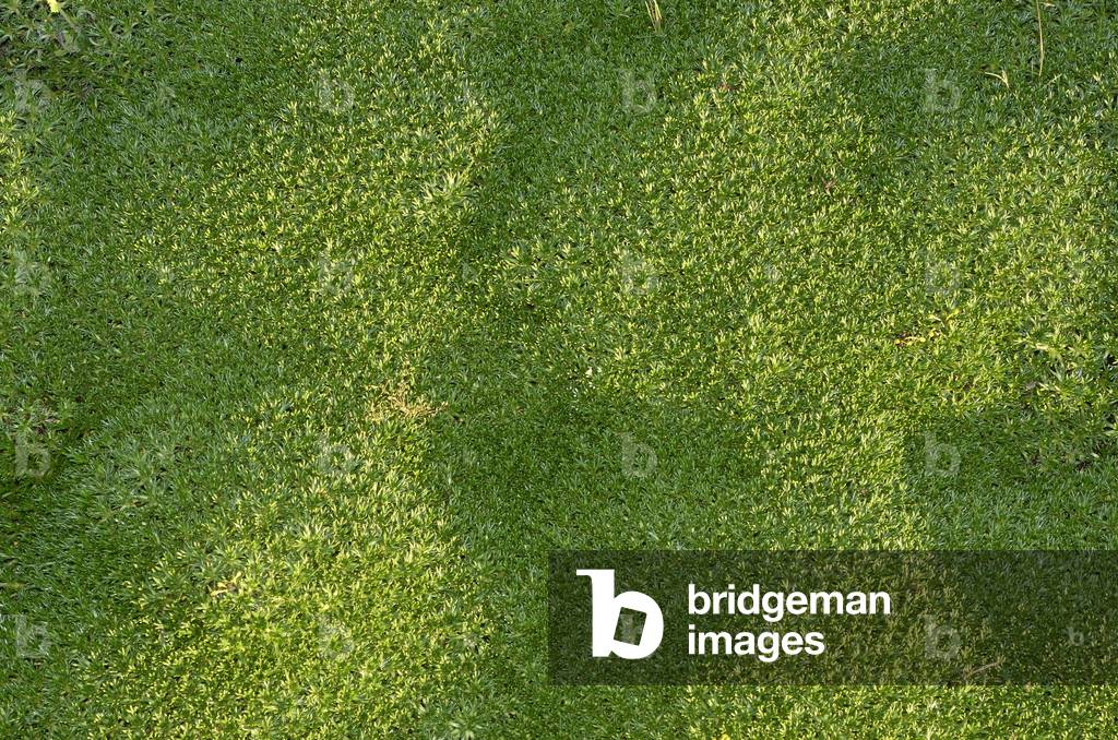 Azorella trifurcata/Azorella/Andean Cushion