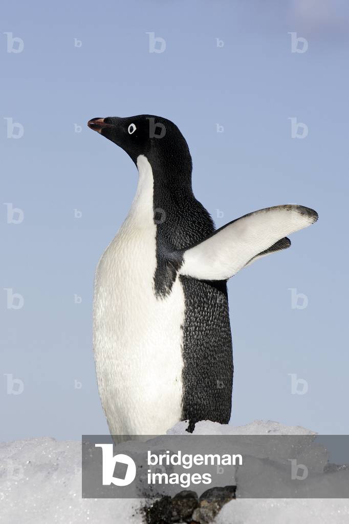 Pygoscelis adeliae/Penguin d'Adelie/Adelie Penguin