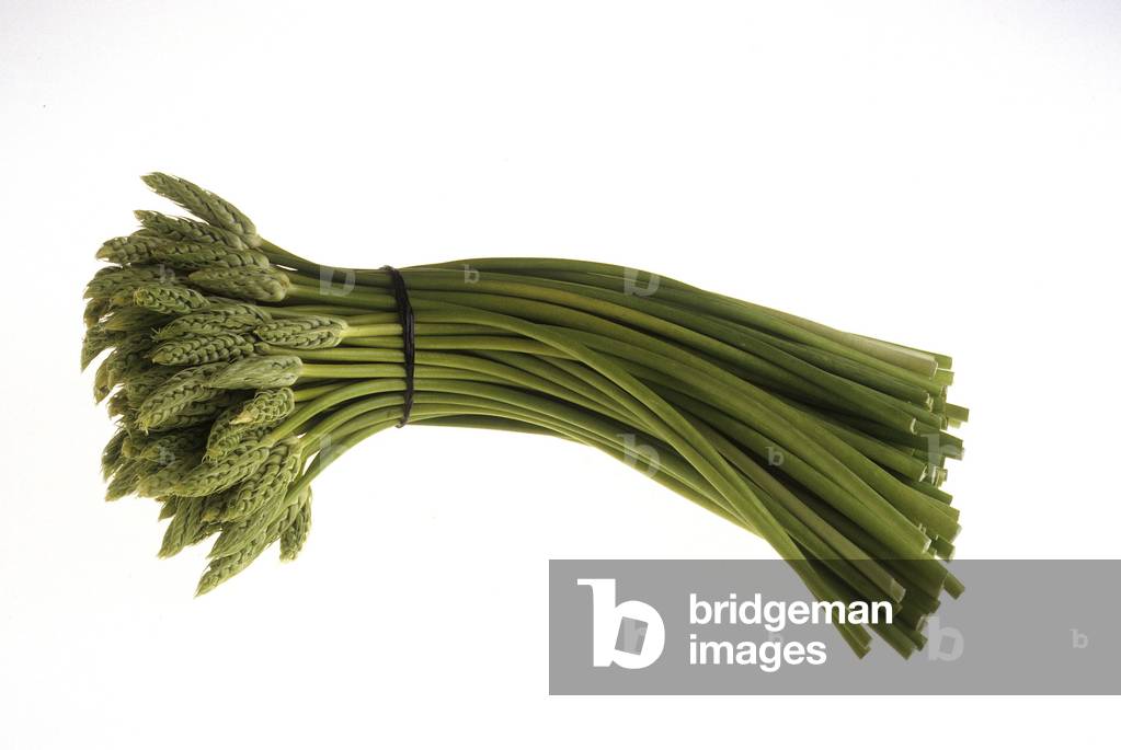 Asparagus acutifolius/Sour-leaved Asparagus/Wild Asparagus