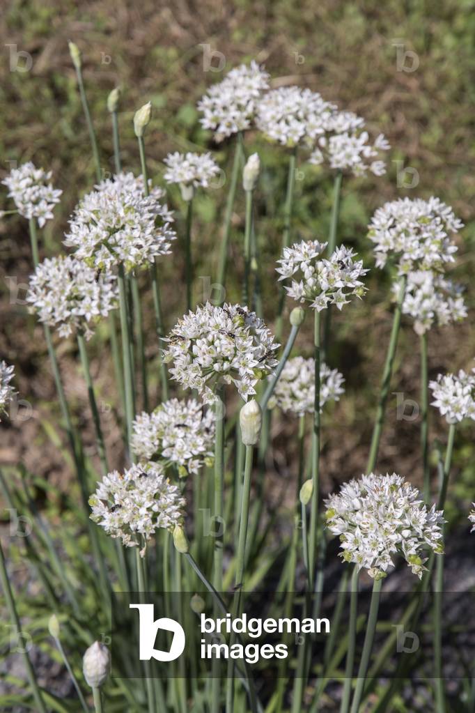 Allium subhirsutum/Aul cilie/Hairy Garlic