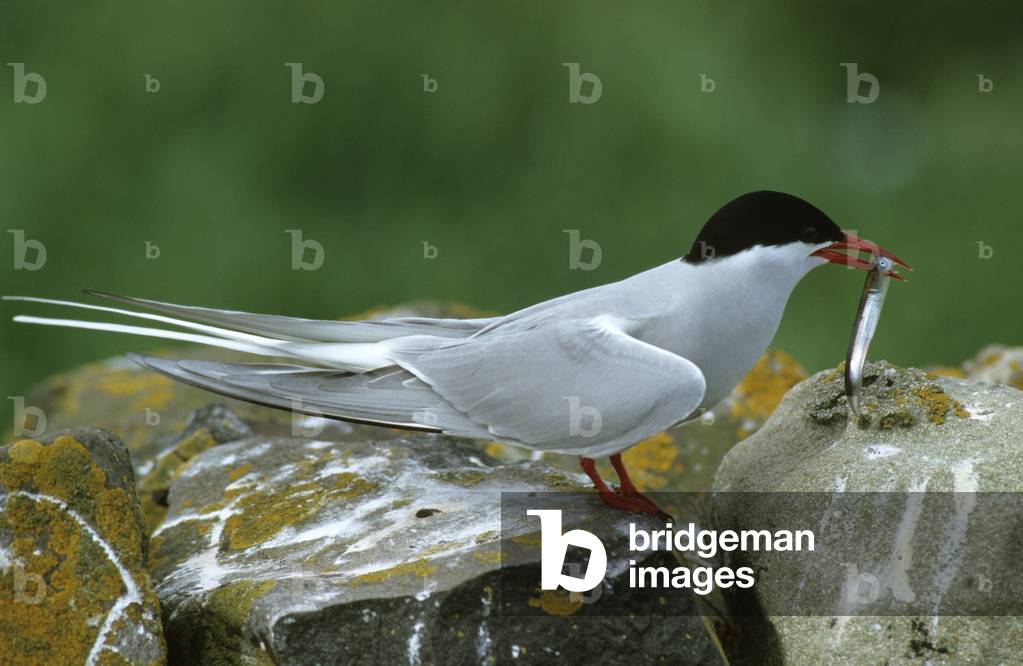 Sterna paradisea/Arctic Tern/Arctic Tern