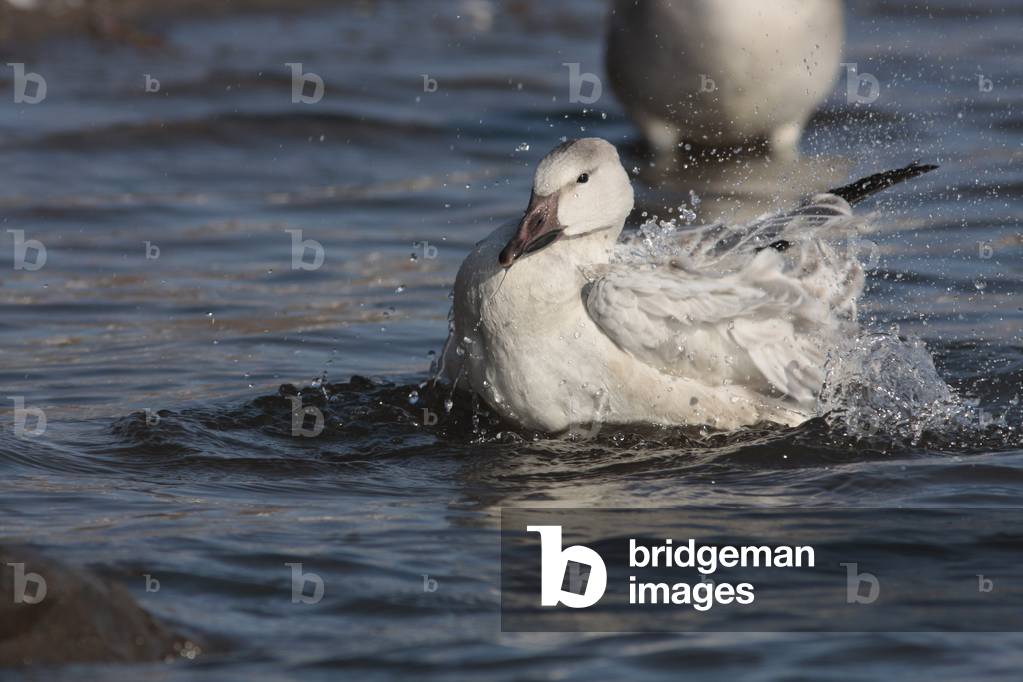 Anser caerulescens/Chen caerulescens/Snow Goose