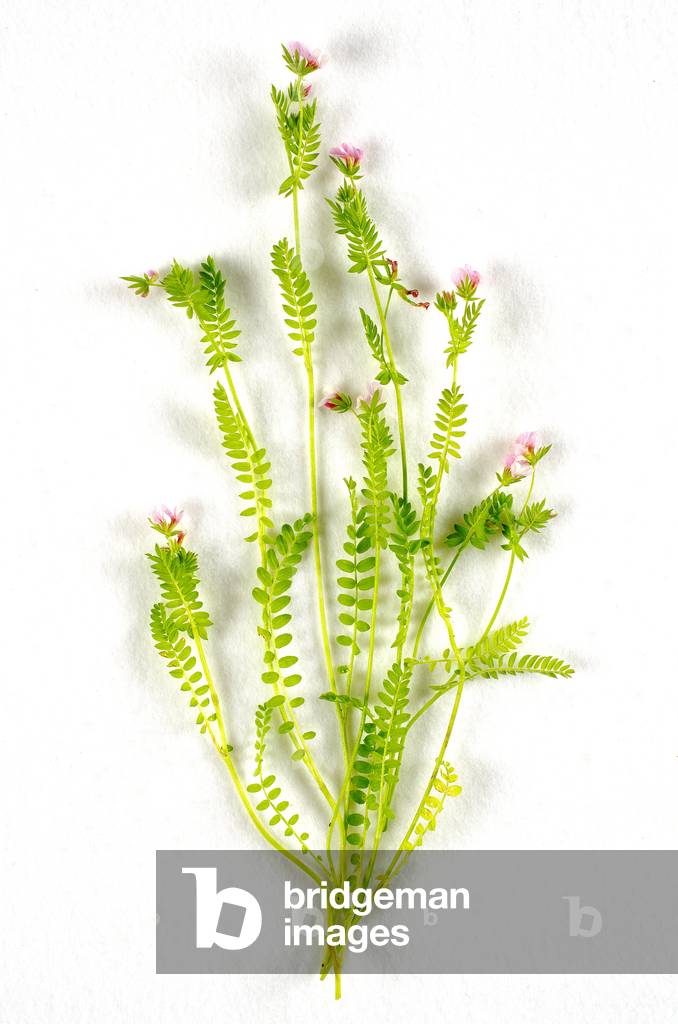 Botanical board/Ornithopus sativus/Serradelle 'Erena'