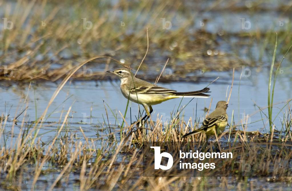 Motacilla flava/Spring Bergeronnette/Yellow Wagtail