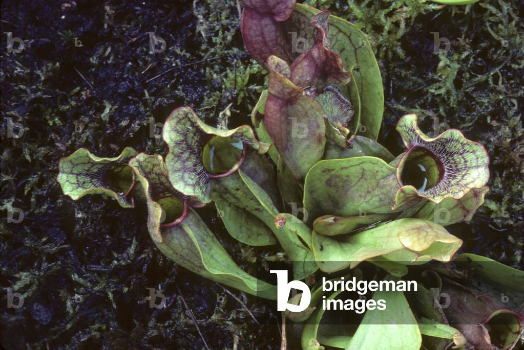 Saracenia purpurea/Lila Buchweizen