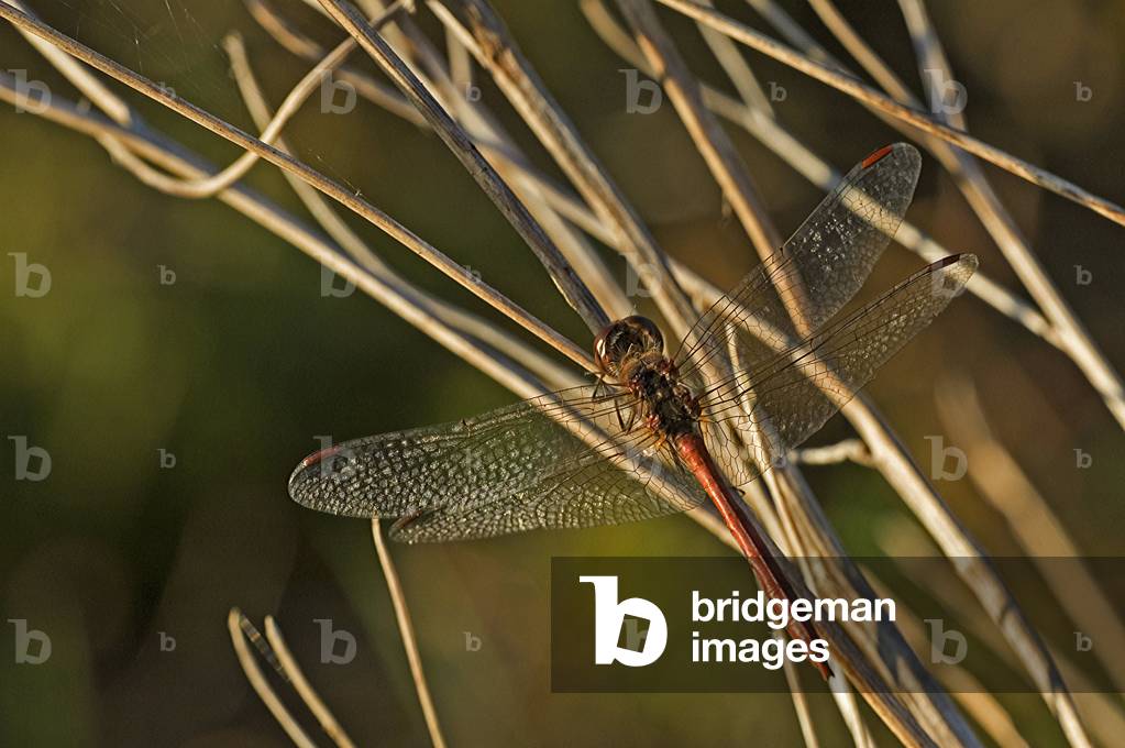 Sympetrum sanguineum/sympetrum red-blood/Male