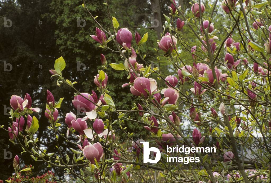 Magnolia x soulangiana/Magnolia de Soulange 'Rustica Rubra'/Magnolier de Soulange 'Rustica Rubra'