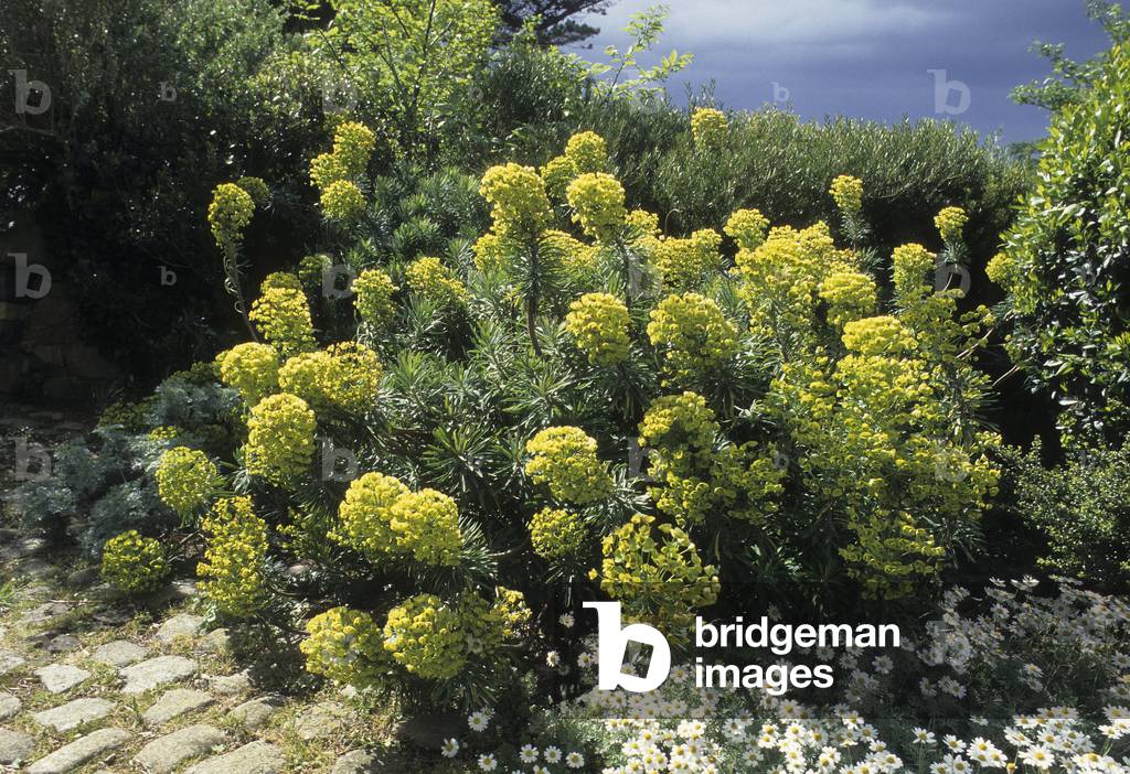 Euphorbia characias/Red-flowered Euphorbia/Red Spurge