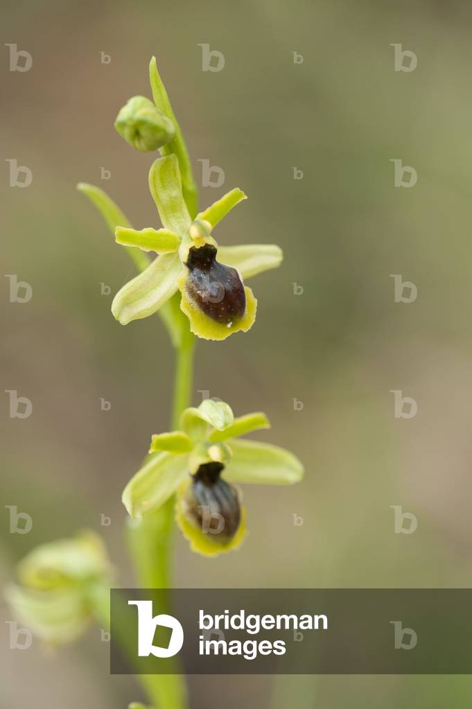 Ophrys araneola/Ophrys litigiosa/Ophrys litigiosa/Ophrys araignee precoce/Ophrys petite araignee