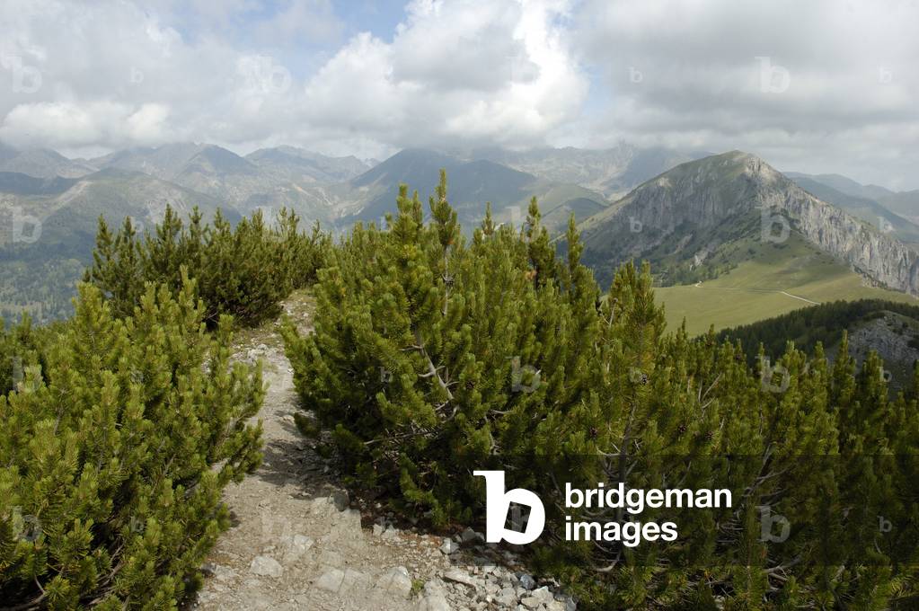 Pinus mugo/Mountain Pine