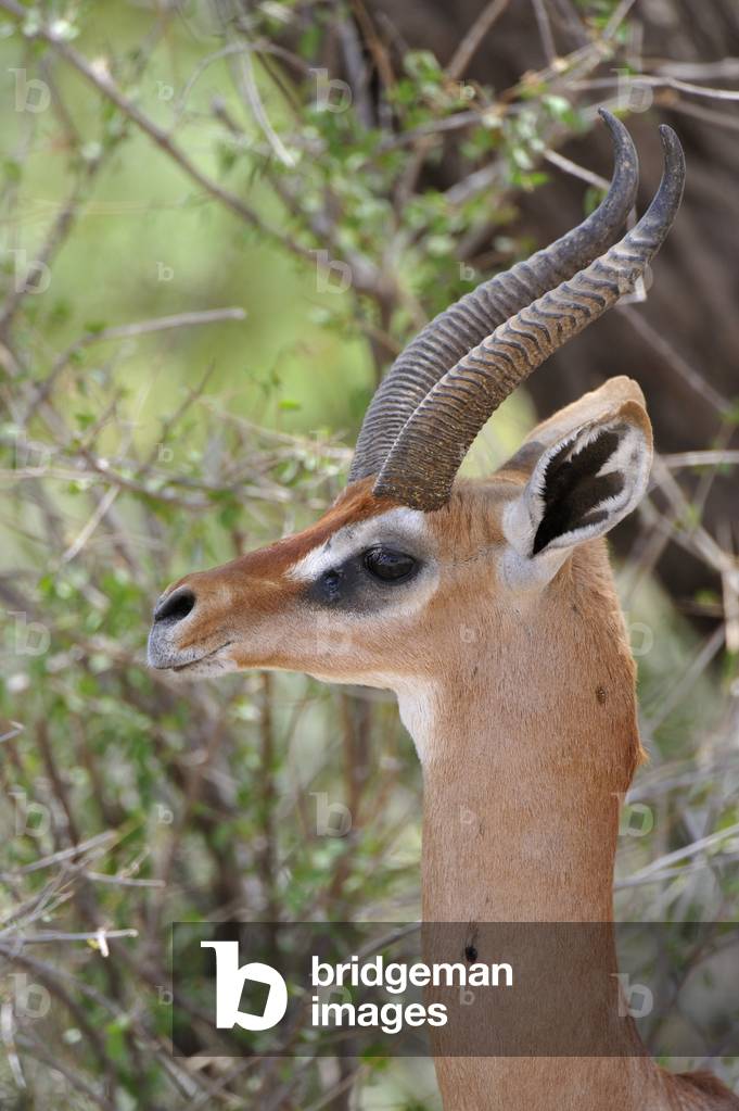 Litocranius walleri/Guerenouk/Gazelle de Waller/Guerenuk