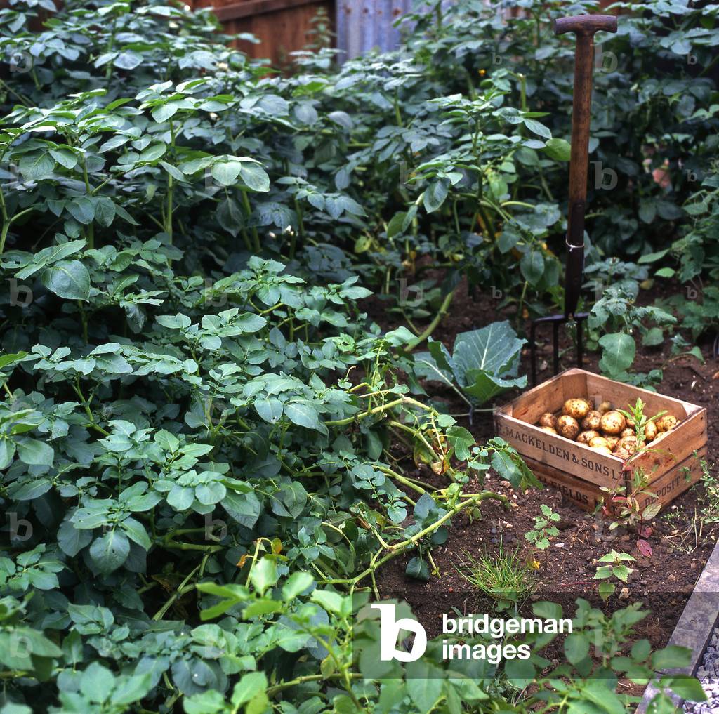 Vegetable garden/Solanum tuberosum/Potato/Recolte