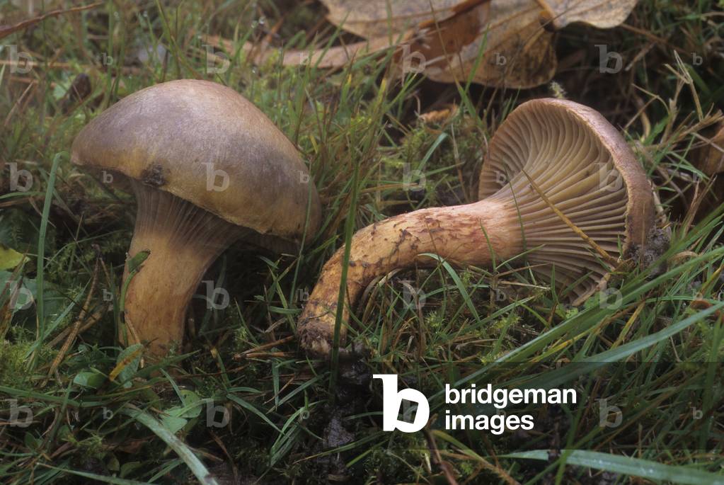 Chroogomphus rutilus/Gomphidius viscidus/Viscous Gumphide