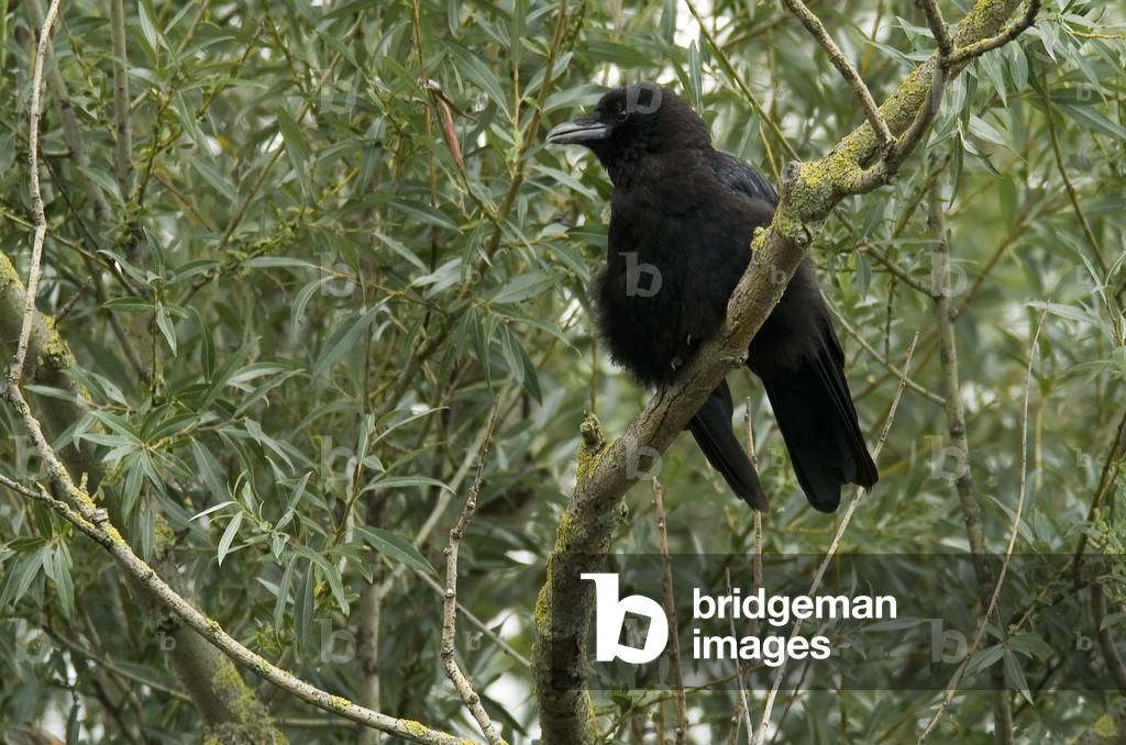 Corvus corone corone/Black Crow/Carrion Crow