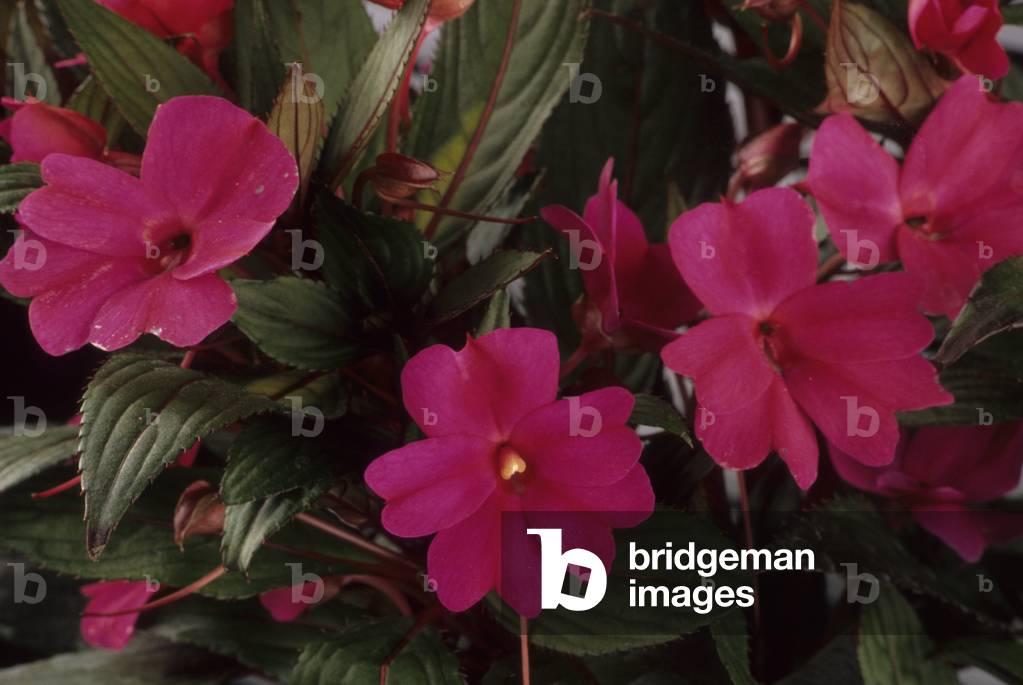 Impatiens X/impazienza 