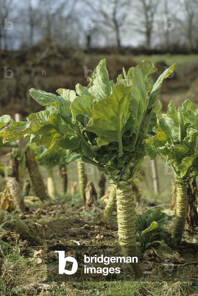 Brassica oleracea acephala/Forage Cabbage/Cabbage