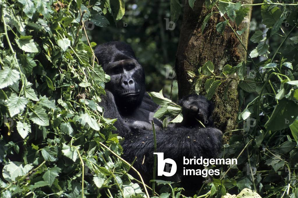 Gorilla gorilla beringei/Mountain Gorilla/Mountain Gorilla