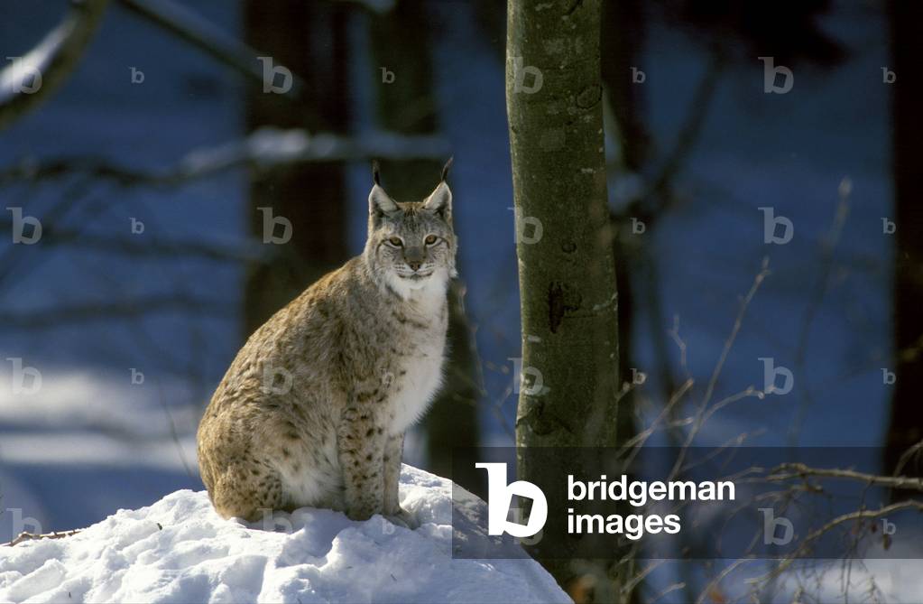 Lynx rufus/Redhead Lynx/Bobcat