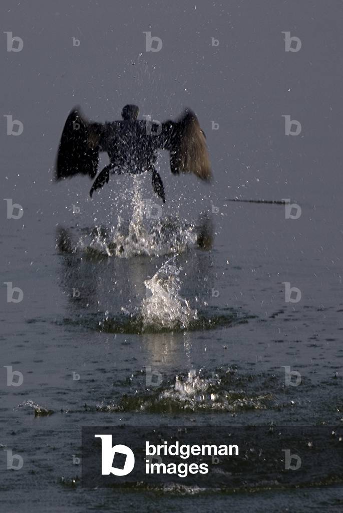 Carbo Phalacrocorax/Great Cormorant