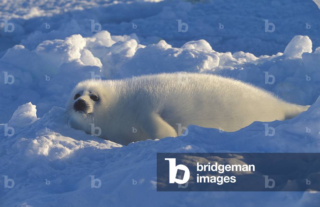 Pagophilus groenlandicus/Harp Seal/Bebe seal