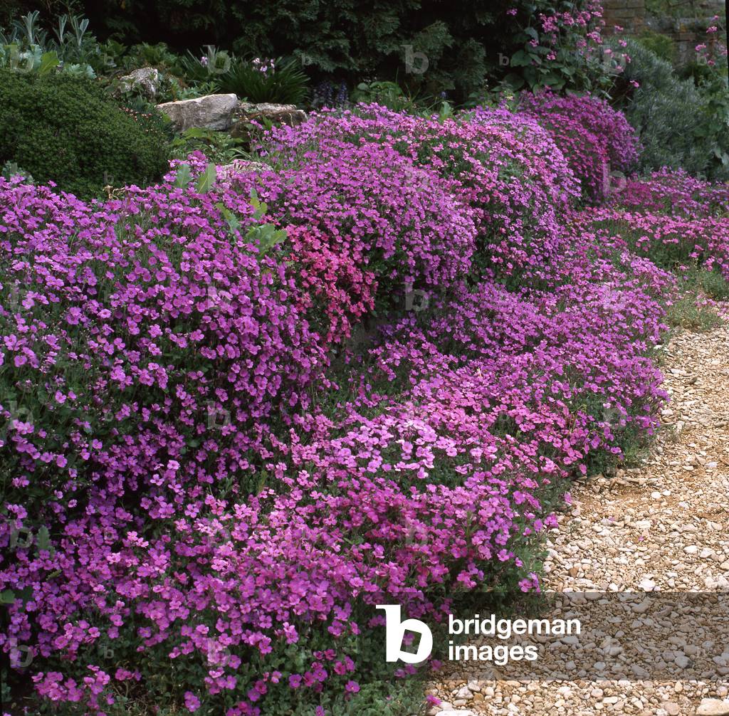 Aubrieta x cultorum/Aubrietia deltoidea/Aubriete