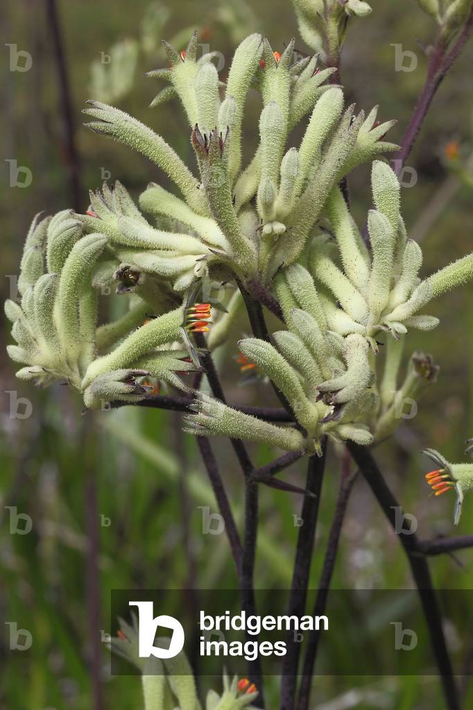 Anigozanthos flavidus/Kangaroo Plant/Kangaroo Paw
