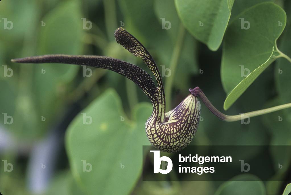 Aristolochia sp./Aristoloche