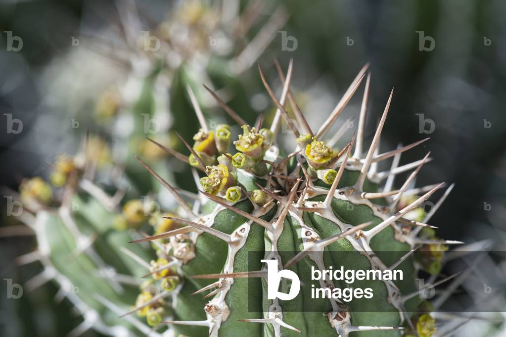 Euphorbia echinus/Euphorbo sea urchin